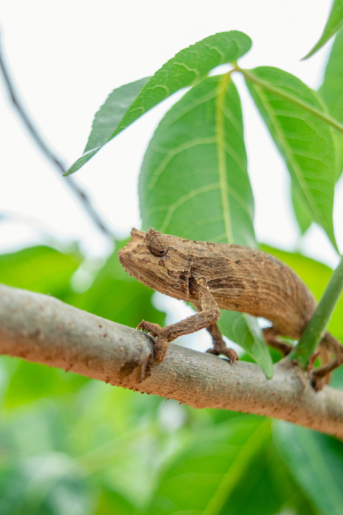 A chameleon seamlessly blending into a tree branch.
