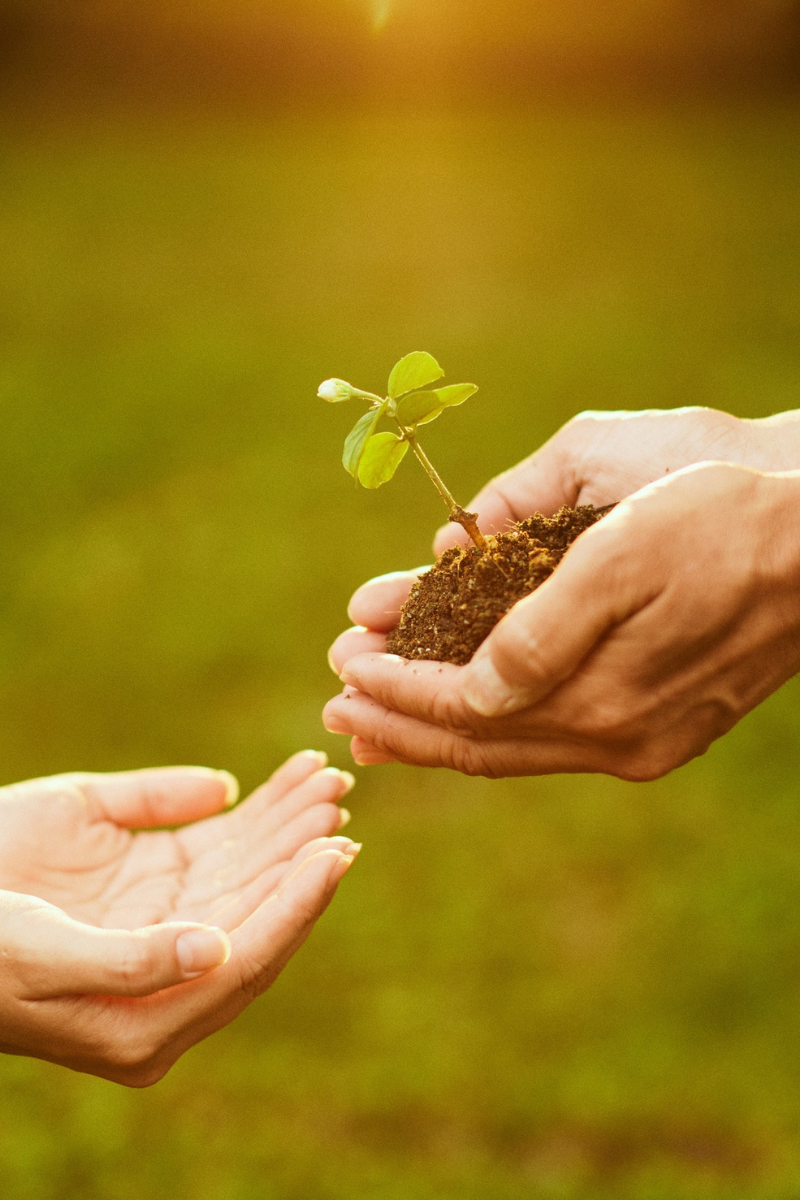 A hand holding a seedling passing it onto another hand. This represents growth.